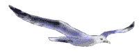 5.gif